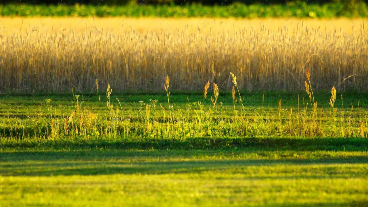 Janischs Fewo Im Spreewald, Terrasse, Grosser Garten Und Blick Inklusive Unterspreewald Exteriér fotografie